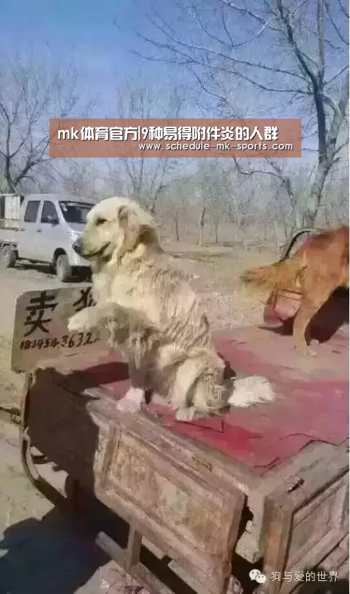 mk体育